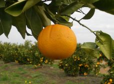 Naranjas_Ecologicas_2.jpg